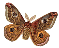 Kleines Nachtpfauenauge