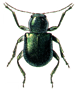 Beetle