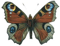 Apolo