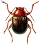 Beetle