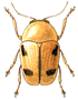 Beetle