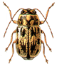 Beetle