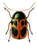 Beetle
