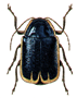 Beetle