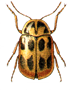 Beetle